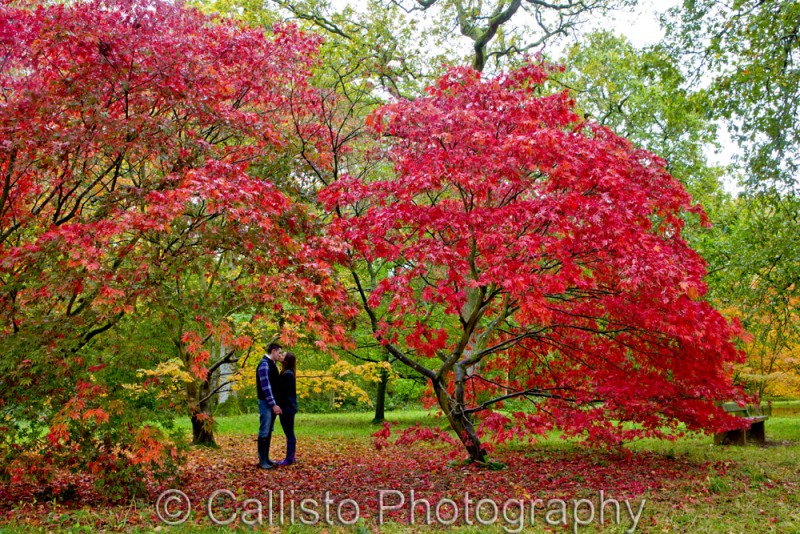 Westonbirt Arboretum Autumn Colours