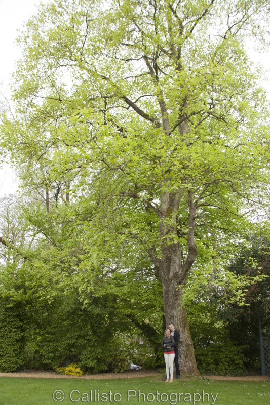 big tree in bibury