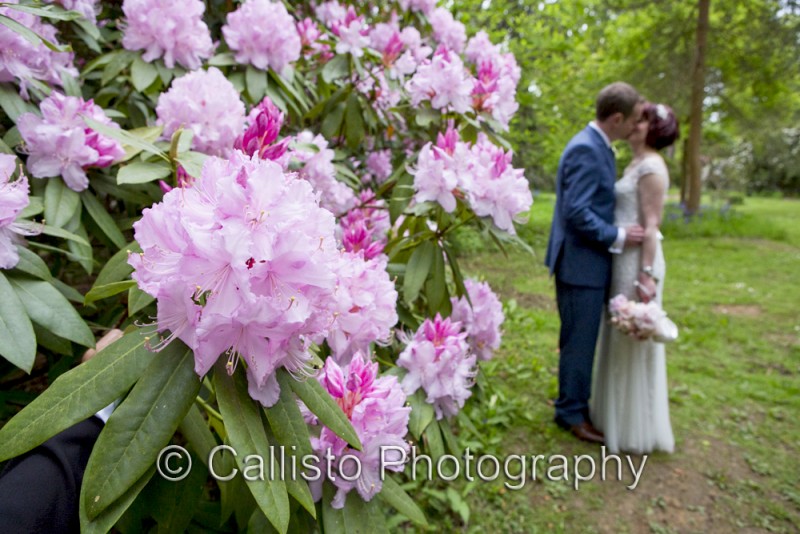 rhododendron kiss