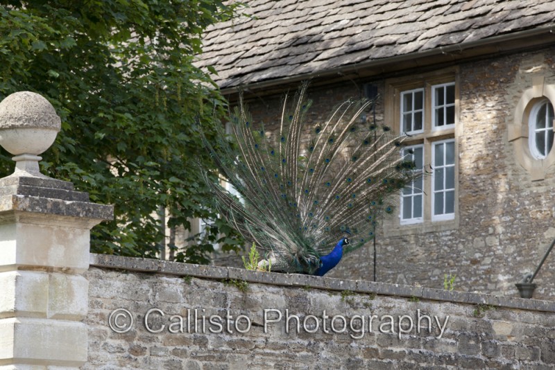 peacock upstaging bride