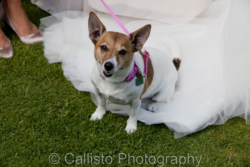 cute dog at wedding
