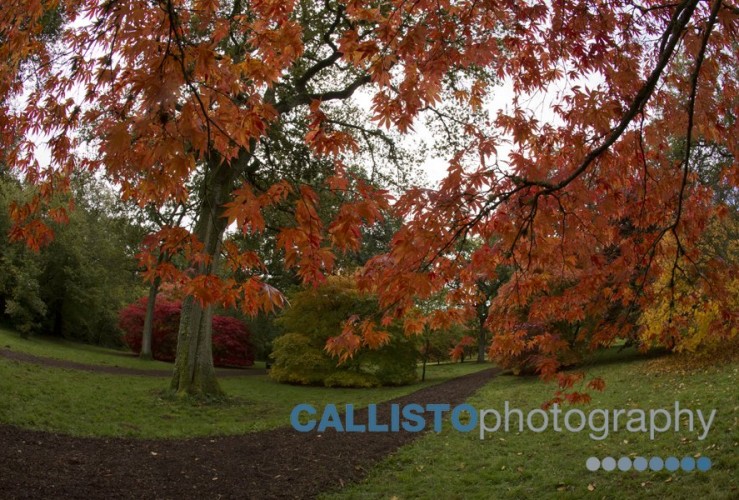 Westonbirt Arboretum Photography