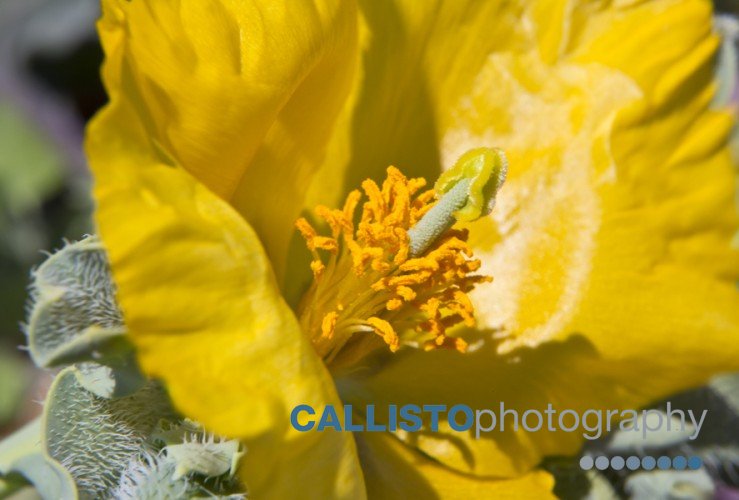 Yellow Horned Poppies & Sea Kale