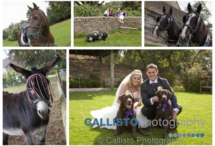 Dogs, Horses, Pigs & Donkeys plus Meg & Time – The Great Tythe Barn Wedding Photographer, Tetbury