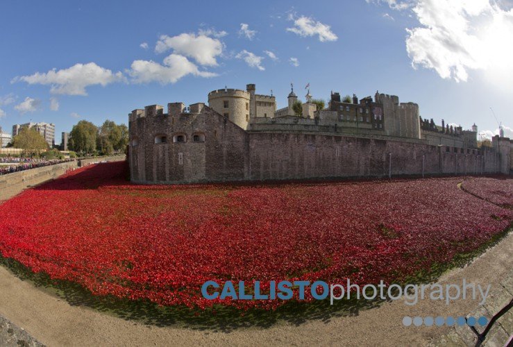 Sea of Red Poppies at the Tower of London